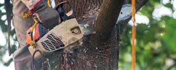Best Tree Trimming and Pruning  in Turpin Hills, OH