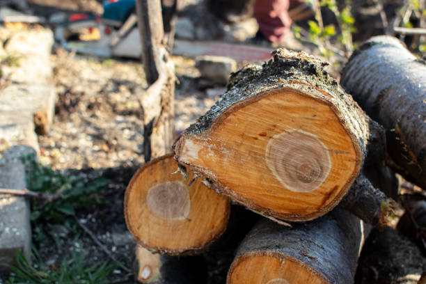 Reliable Turpin Hills, OH Tree Care Solutions