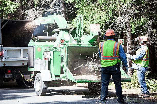 Best Stump Grinding and Removal  in Turpin Hills, OH