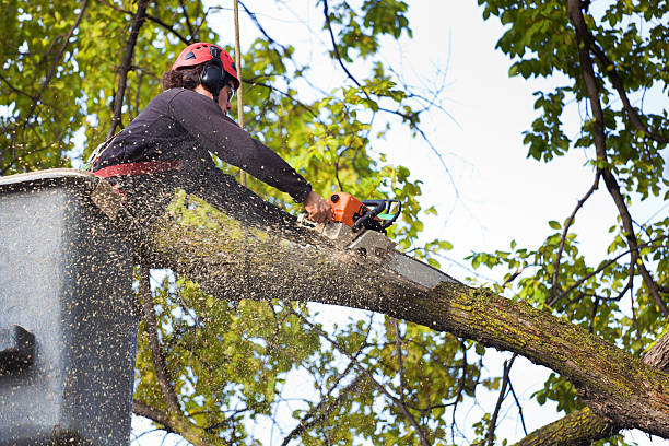 Best Lawn Mowing  in Turpin Hills, OH