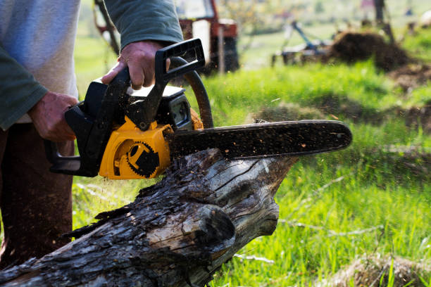 How Our Tree Care Process Works  in  Turpin Hills, OH